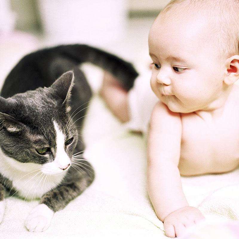 Introducing Your Pet to Your Baby